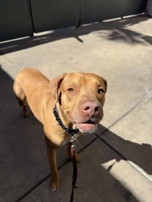 Cornelius