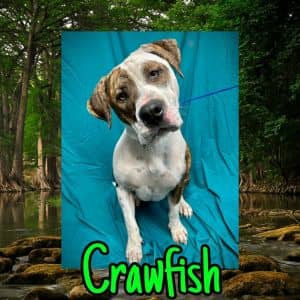 Crawfish