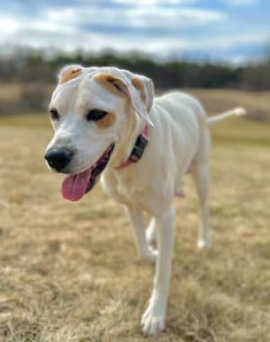Daisy