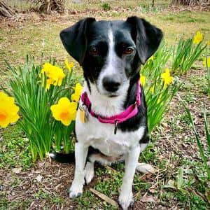 Daisy (VA)