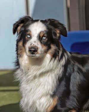 DAKOTA Mini Aussie