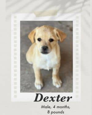 Dexter