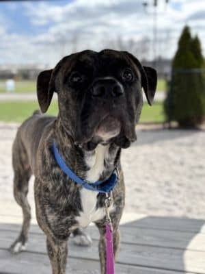 Diesel