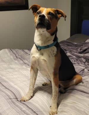 Dixie Belle - Fostered in KC
