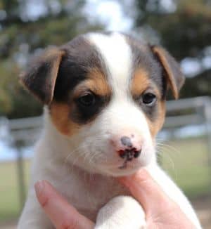 Dottie