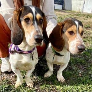 Duchess & Duke