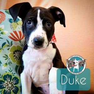 Duke the Happiest Squeaky Toy Lover