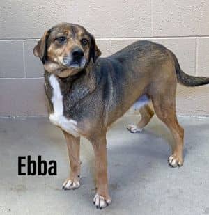 Ebba