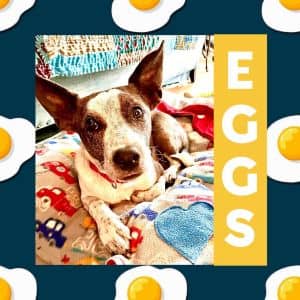 Eggs