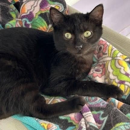 Elvira - Cute, a Little Shy
