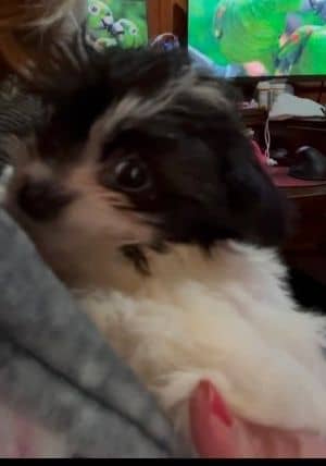 Everly