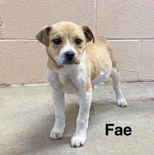 Fae