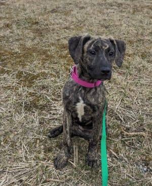 Faith (Creek Litter)