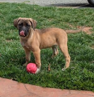 Faithlynn of The Fantastic Pups