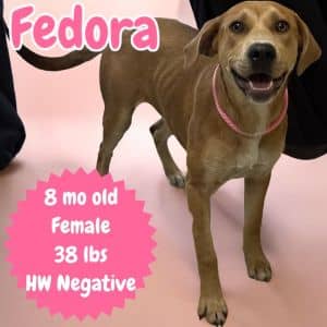 Fedora