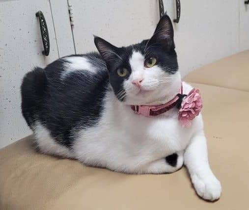 Felixia