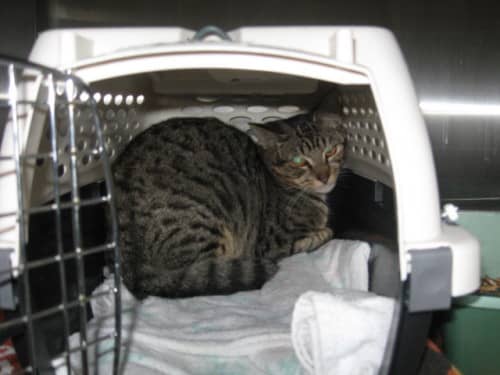 Feral Cats