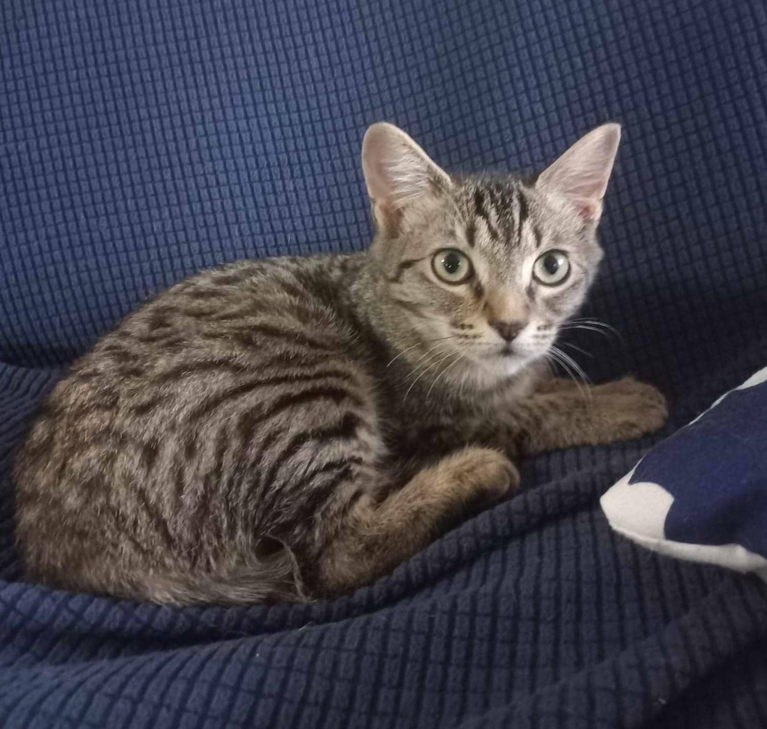 Fern