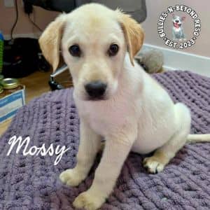 Field & Stream Litter: Mossy
