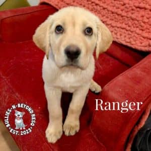 Field & Stream Litter: Ranger