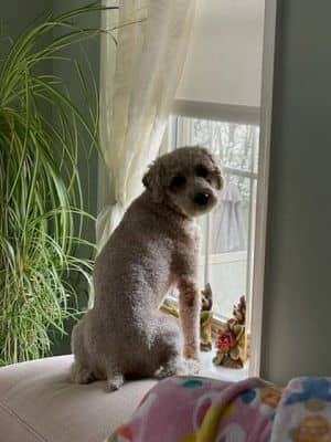Finn