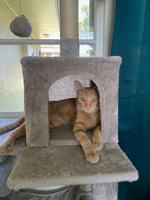 Finn (a.k.a Sir Finneus Longtail)