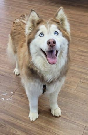 Floki
