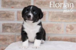 Florian
