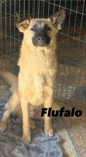 Flufalo