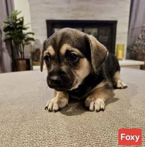 Foxy