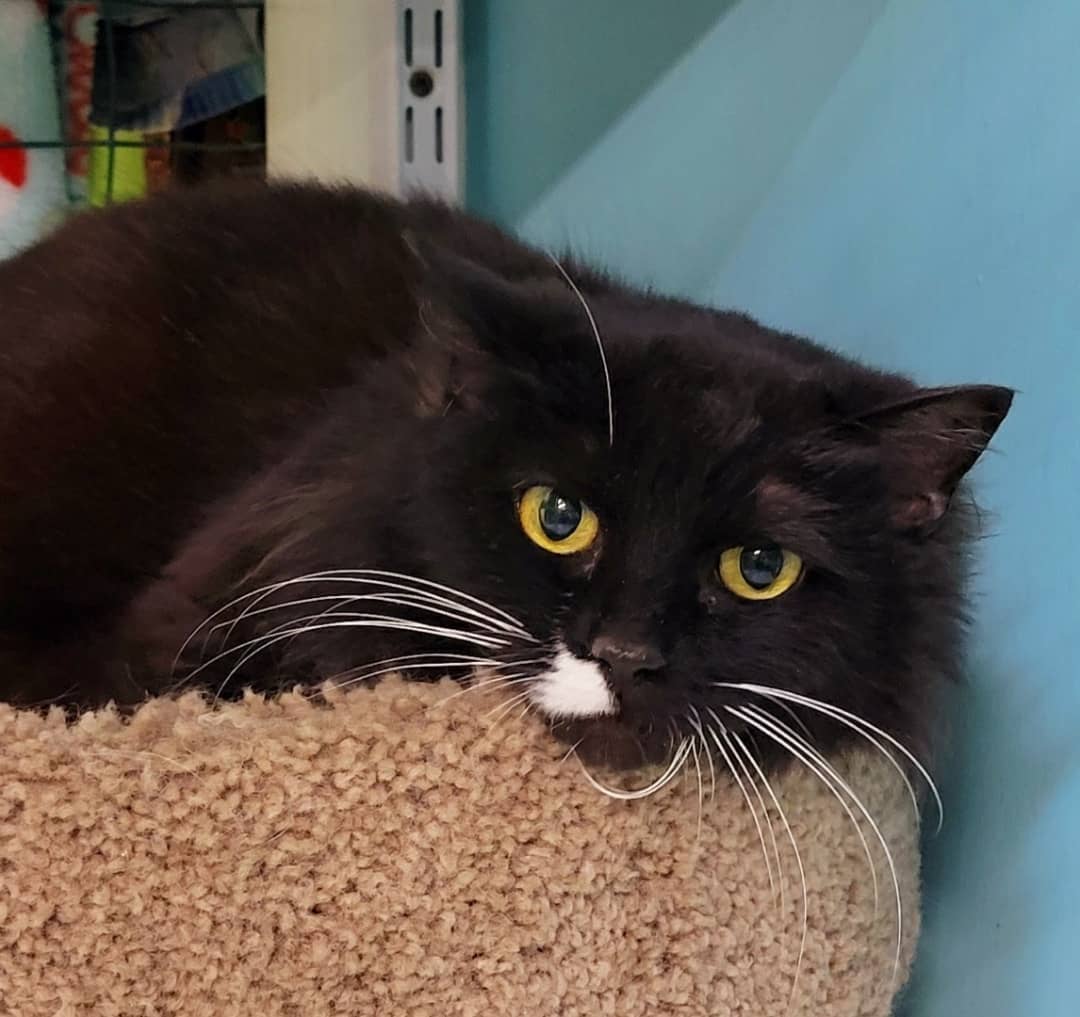 Franklin