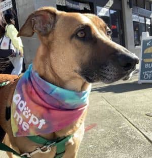 George - AVAILABLE