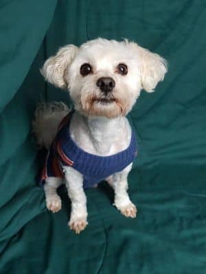 Gilbert - No longer accepting applications