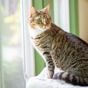 Gilbert
