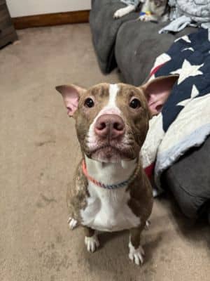 Ginger - COURTESY POST