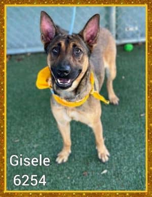 Gisele (877)