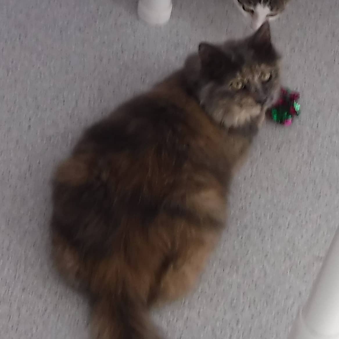 Grace - Quiet, Shy, Loving