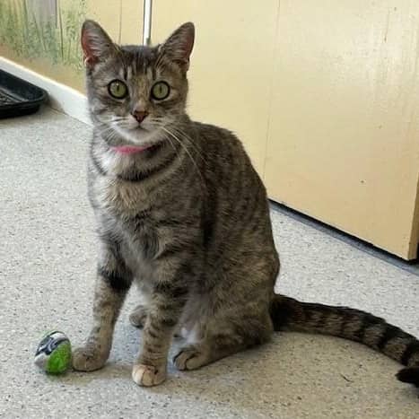 Gracie - Super Friendly