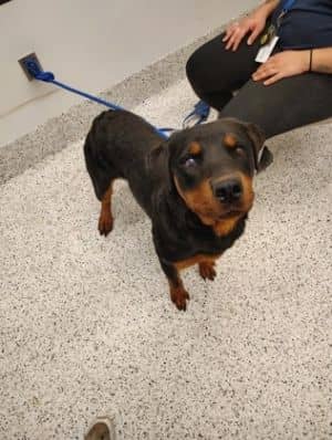 Grady-adopted!