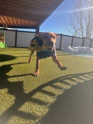 Gus