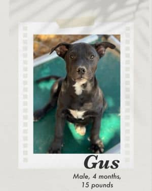 Gus