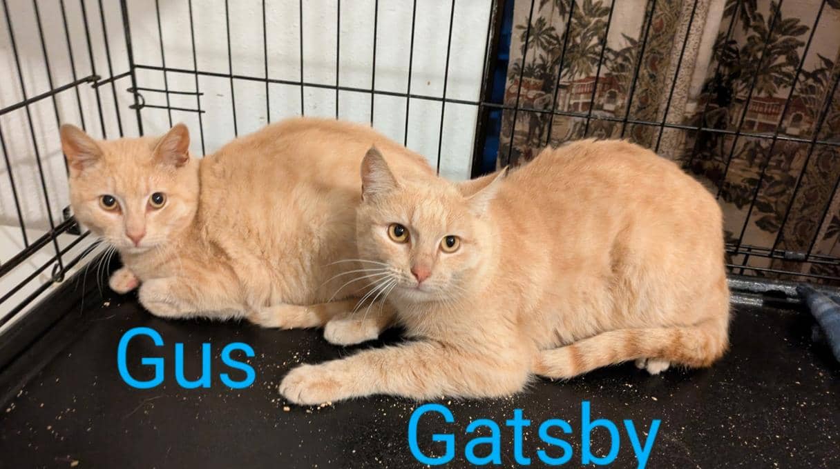 Gus