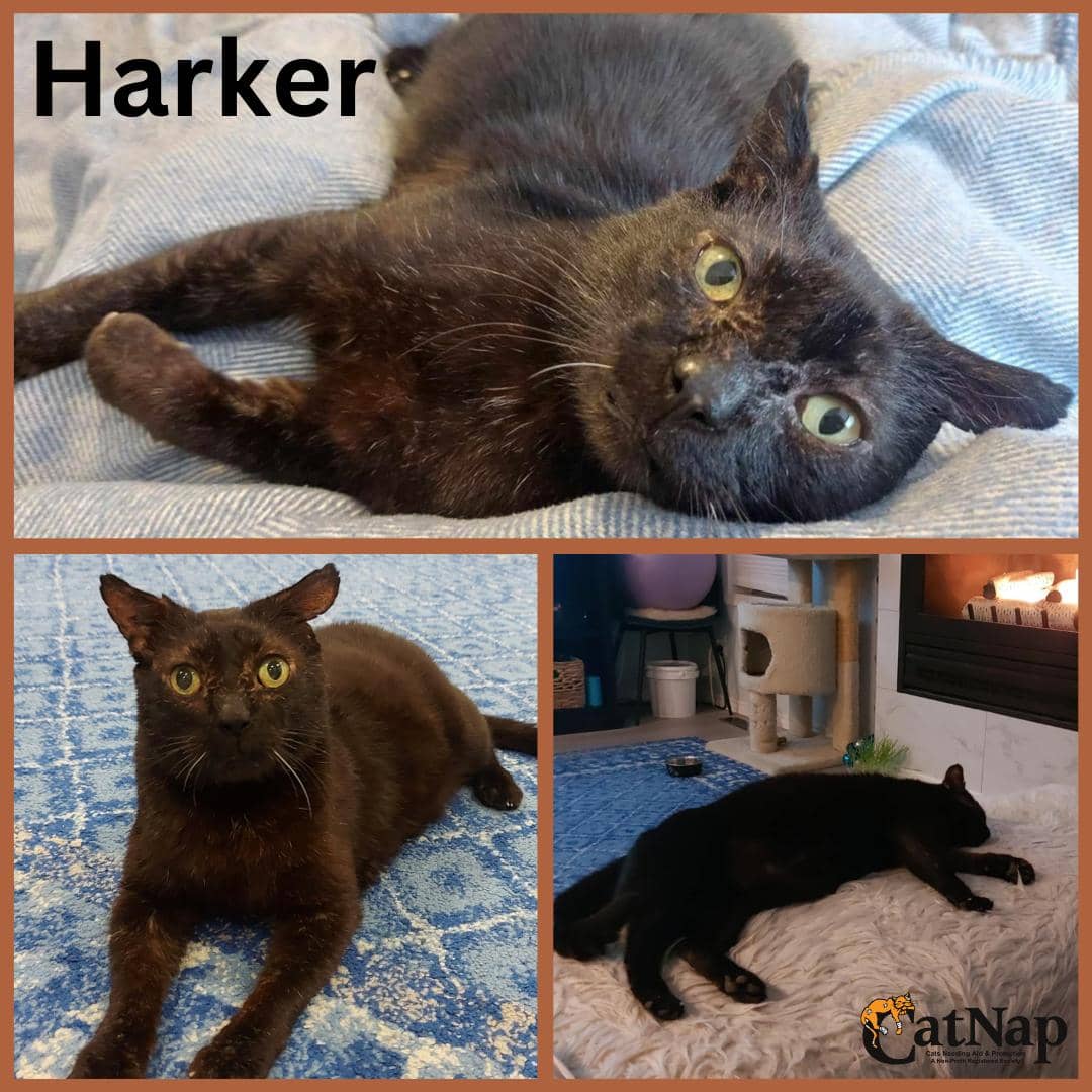 Harker