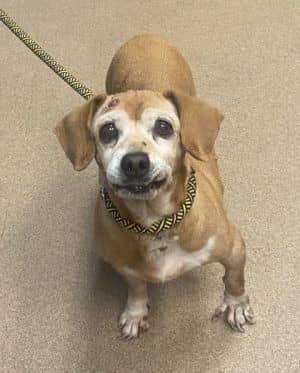 Harla- ADOPTED!