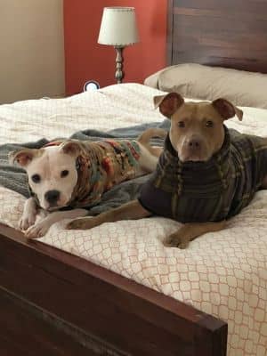 Harvey & Izzy