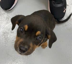 Heidi