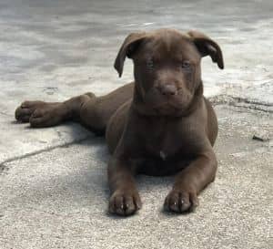 Helena (Bear's Litter)