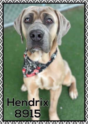 Hendrix (883)
