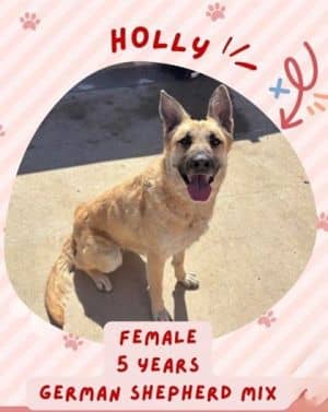 Holly