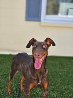 Hope (Adoption Ambassador)